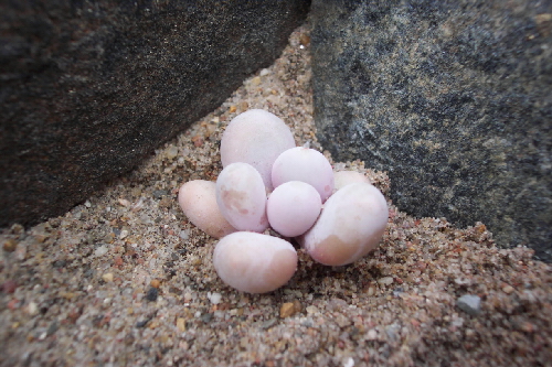 pachyphytum oviferum